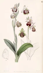 Ophrys fuciflora